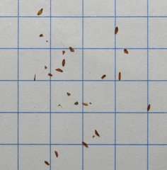 Sisymbrium polymorphum