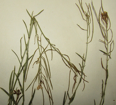 Sisymbrium polymorphum