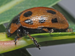 Gonioctena linnaeana