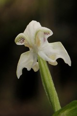 Disperis lindleyana