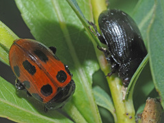 Gonioctena linnaeana