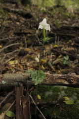 Disperis lindleyana