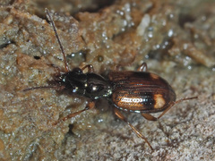 Bembidion articulatum