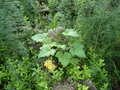Pelargonium papilionaceum