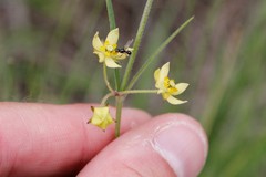 Aspidonepsis diploglossa