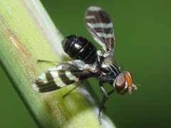 Herina frondescentiae