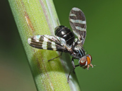 Herina frondescentiae