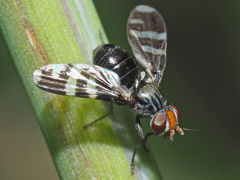 Herina frondescentiae