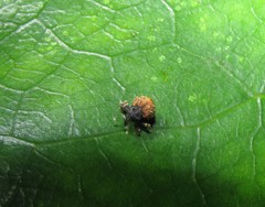 Crooktacalles certus