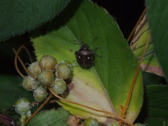 Eysarcoris guttigerus