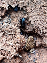 Uperodon variegatus