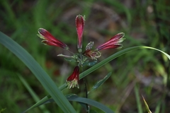 Alstroemeria psittacina