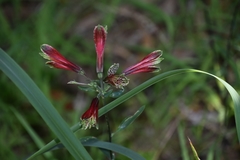 Alstroemeria psittacina