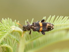 Eleale pulchra