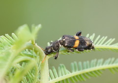 Eleale pulchra