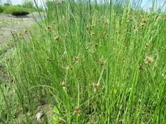 Bolboschoenus planiculmis