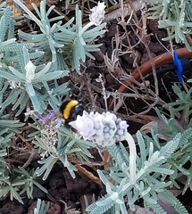 Bombus terrestris