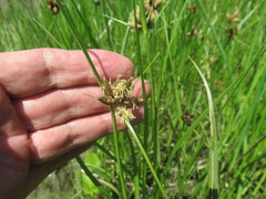 Bolboschoenus planiculmis