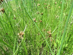 Bolboschoenus planiculmis