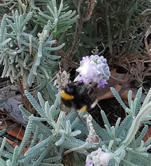 Bombus terrestris