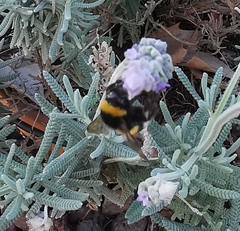 Bombus terrestris