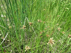Bolboschoenus planiculmis