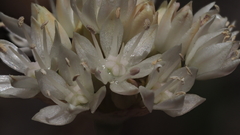 Allium amplectens
