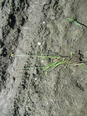 Bolboschoenus planiculmis