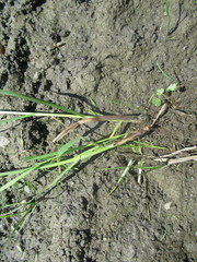 Bolboschoenus planiculmis