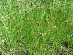 Bolboschoenus planiculmis