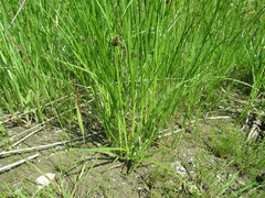 Bolboschoenus planiculmis