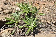 Sonchus hierrensis