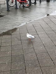 Chroicocephalus ridibundus