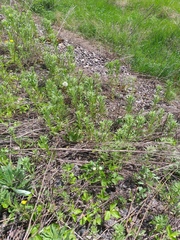 Erysimum hieraciifolium