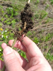 Erysimum hieraciifolium