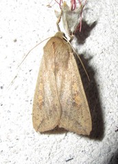 Mythimna separata