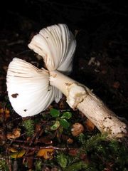 Amanita nothofagi