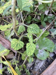 Fittonia albivenis