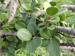 Ficus microcarpa latifolia