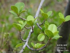 Ficus microcarpa latifolia