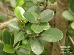 Ficus microcarpa latifolia