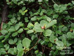 Ficus microcarpa latifolia