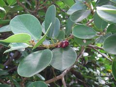 Ficus microcarpa latifolia