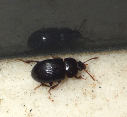 Agyrtes bicolor