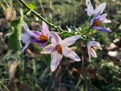 Solanum trilobatum