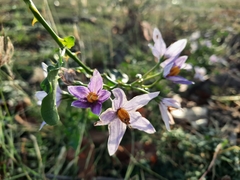 Solanum trilobatum