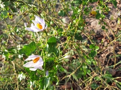 Solanum trilobatum