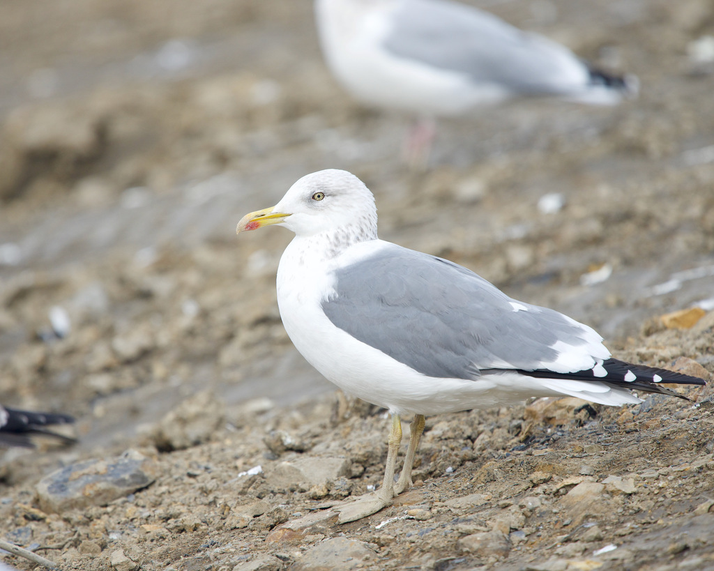 Appledore Gull
