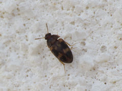 Litargus balteatus