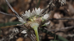 Allium amplectens